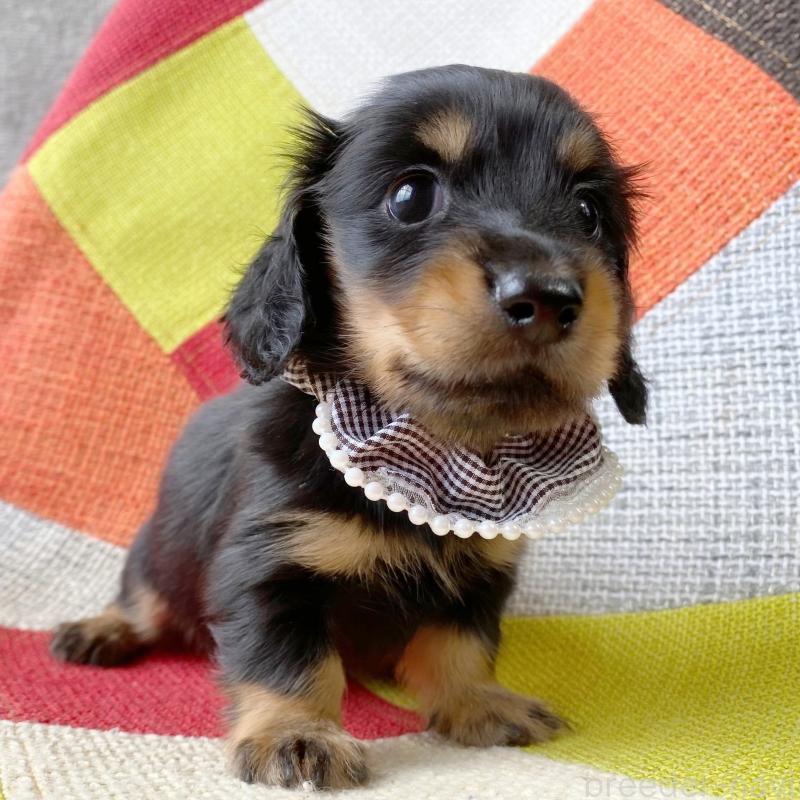 成約済の和歌山県のミニチュアダックスフンド(ロングヘアード)-417382の8枚目