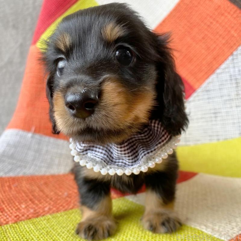 成約済の和歌山県のミニチュアダックスフンド(ロングヘアード)-417382の7枚目