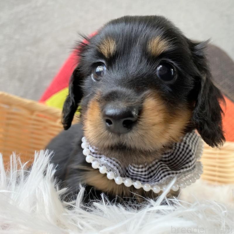 成約済の和歌山県のミニチュアダックスフンド(ロングヘアード)-417382の6枚目