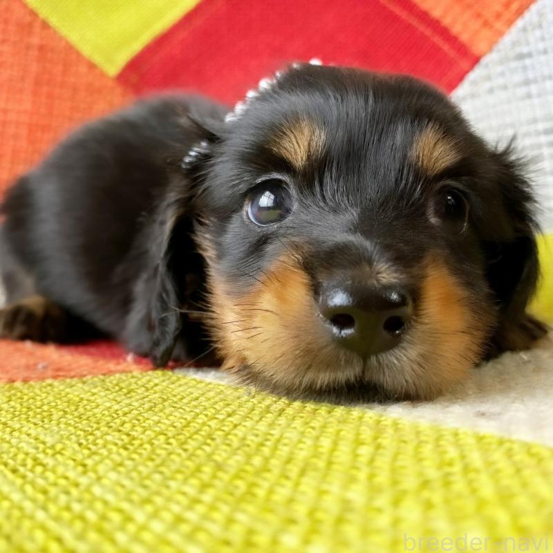 成約済の和歌山県のミニチュアダックスフンド(ロングヘアード)-417382の5枚目