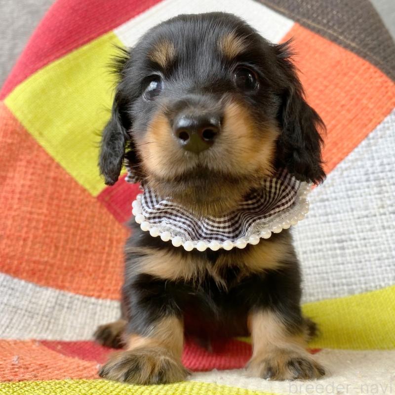 成約済の和歌山県のミニチュアダックスフンド(ロングヘアード)-417382の4枚目