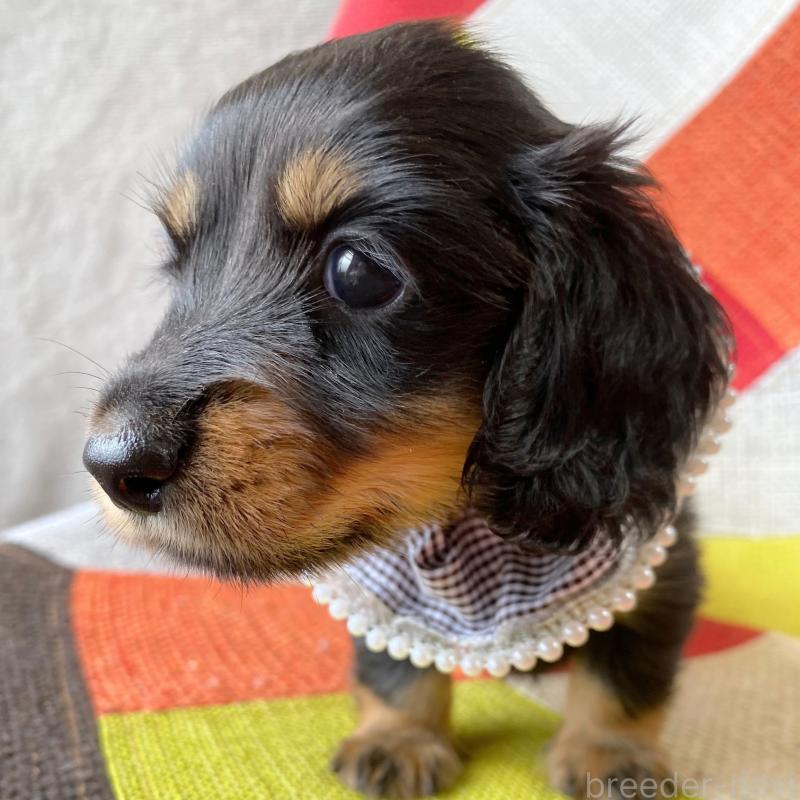 成約済の和歌山県のミニチュアダックスフンド(ロングヘアード)-417382の3枚目