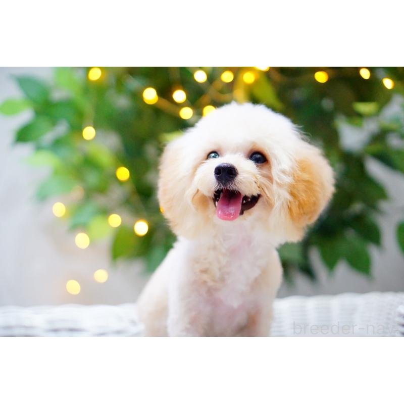 成約済の兵庫県のトイプードル-418742の3枚目