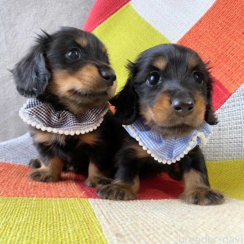 成約済の和歌山県のミニチュアダックスフンド(ロングヘアード)-417379の6枚目