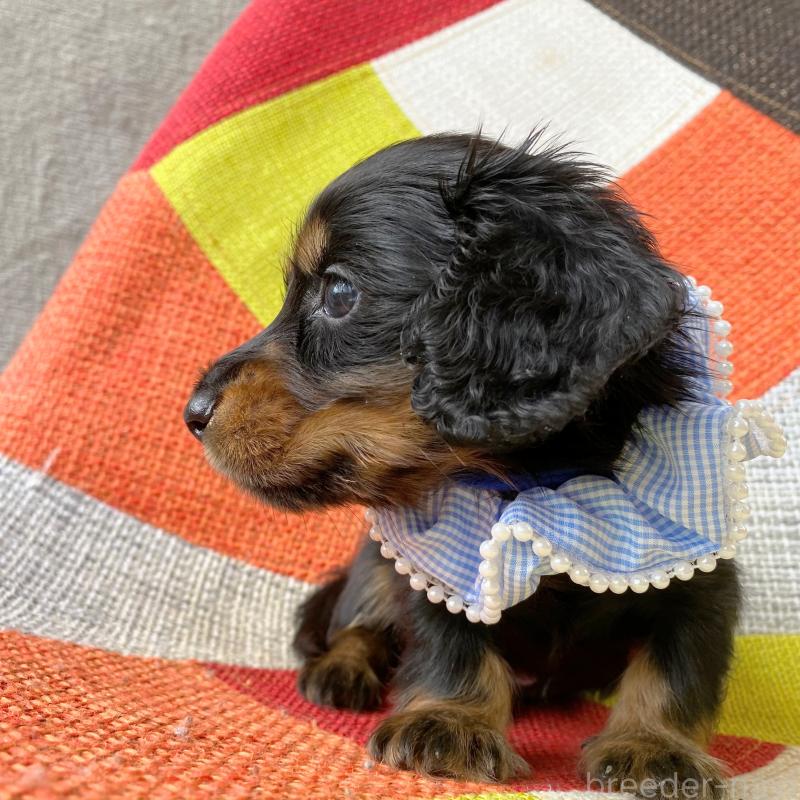 成約済の和歌山県のミニチュアダックスフンド(ロングヘアード)-417379の5枚目