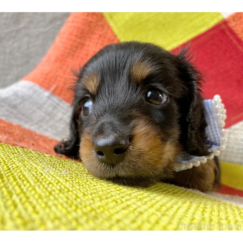 成約済の和歌山県のミニチュアダックスフンド(ロングヘアード)-417379の4枚目