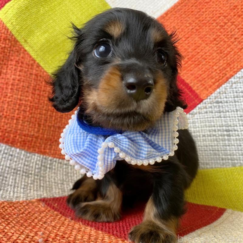 成約済の和歌山県のミニチュアダックスフンド(ロングヘアード)-417379の3枚目