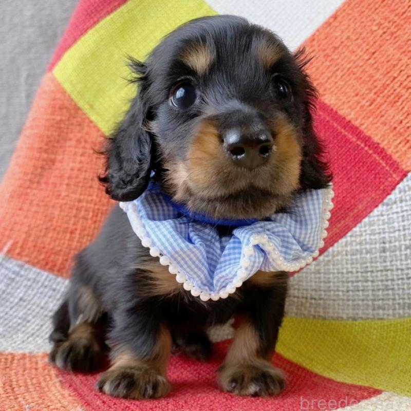 成約済の和歌山県のミニチュアダックスフンド(ロングヘアード)-417379の2枚目