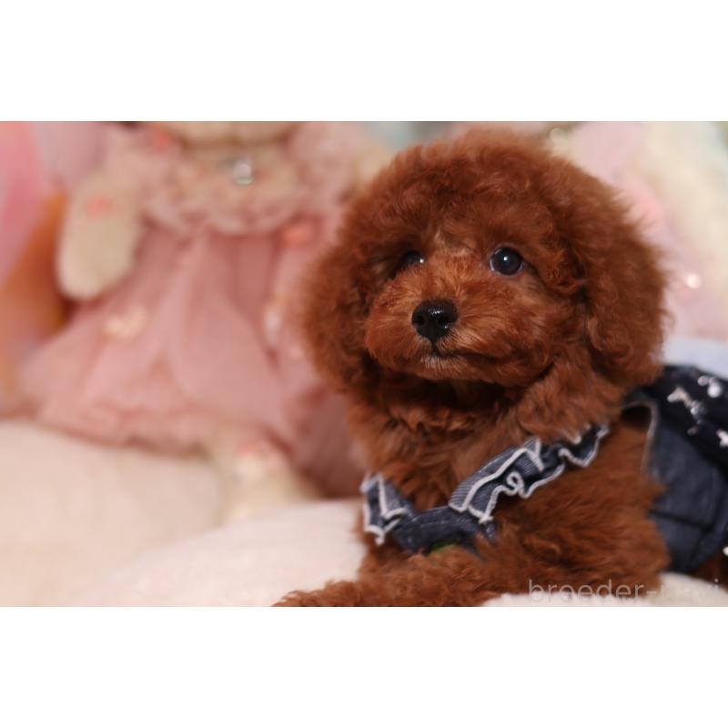 成約済の大阪府のタイニープードル-416710の4枚目