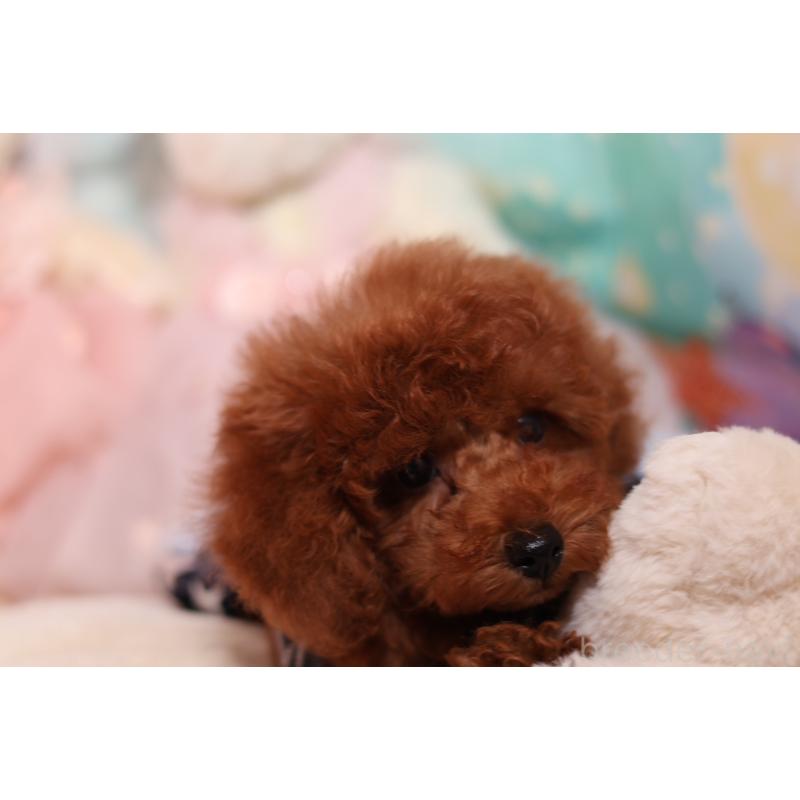 成約済の大阪府のタイニープードル-416710の3枚目