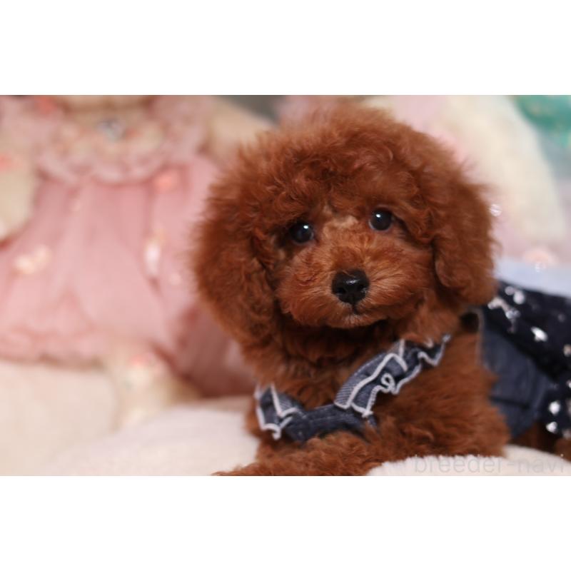 成約済の大阪府のタイニープードル-416710の2枚目