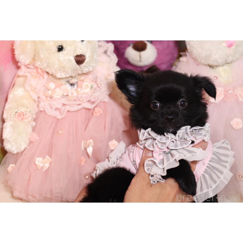 成約済の大阪府のチワワ(ロングコート)-415598の4枚目