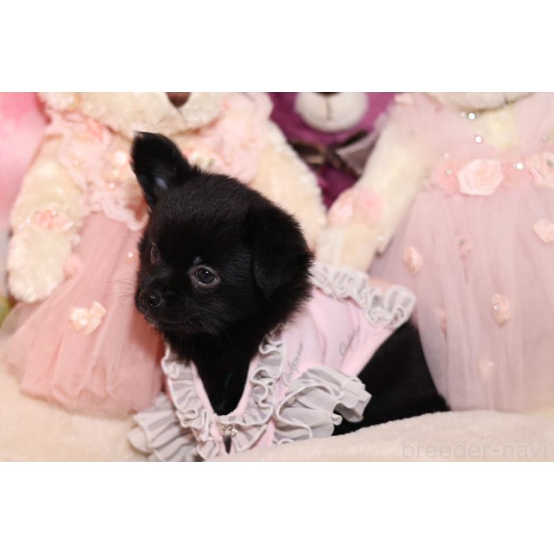 成約済の大阪府のチワワ(ロングコート)-415598の3枚目