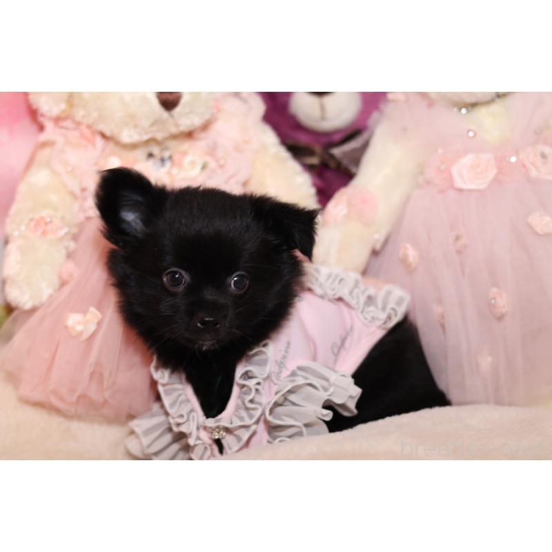 成約済の大阪府のチワワ(ロングコート)-415598の2枚目