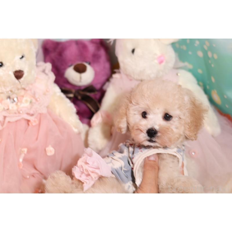 成約済の大阪府のタイニープードル-417009の5枚目