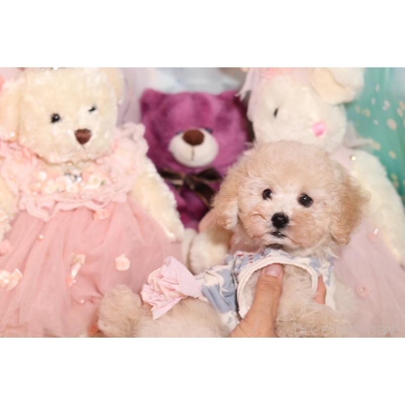 成約済の大阪府のタイニープードル-417009の4枚目