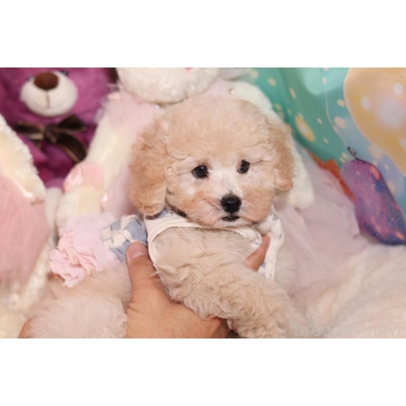 成約済の大阪府のタイニープードル-417009の3枚目