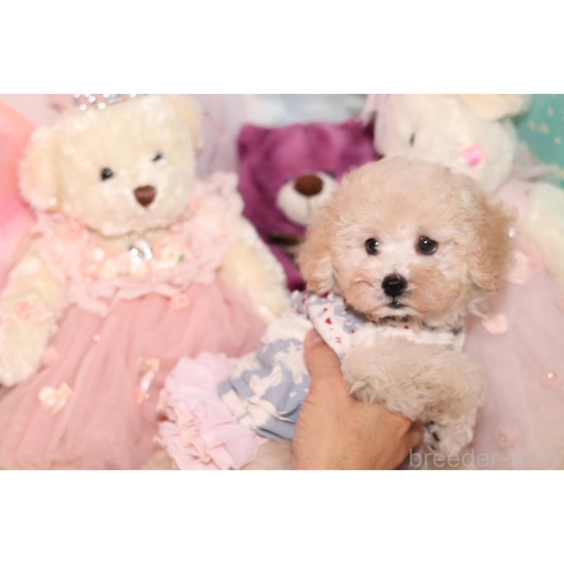 成約済の大阪府のタイニープードル-417009の2枚目