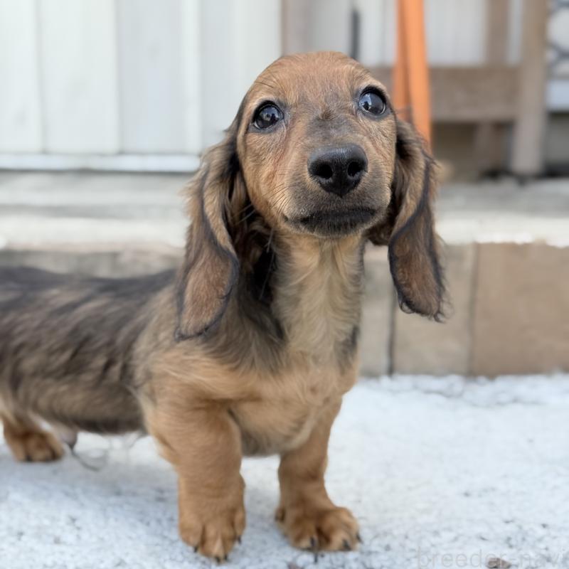 商談中の埼玉県のミニチュアダックスフンド(ロングヘアード)-416977の10枚目