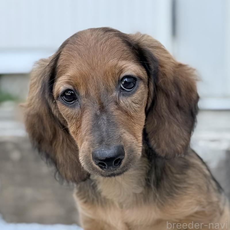 商談中の埼玉県のミニチュアダックスフンド(ロングヘアード)-416977の8枚目