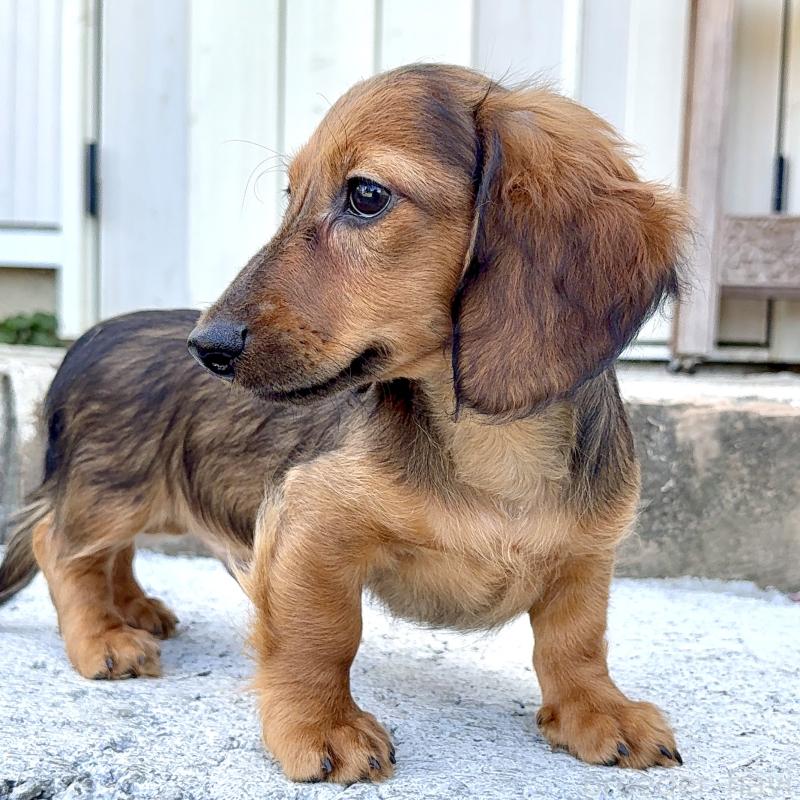 商談中の埼玉県のミニチュアダックスフンド(ロングヘアード)-416977の7枚目