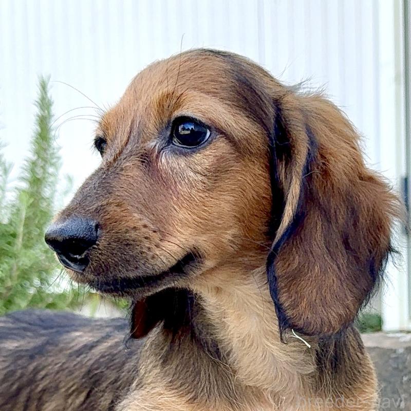 商談中の埼玉県のミニチュアダックスフンド(ロングヘアード)-416977の6枚目