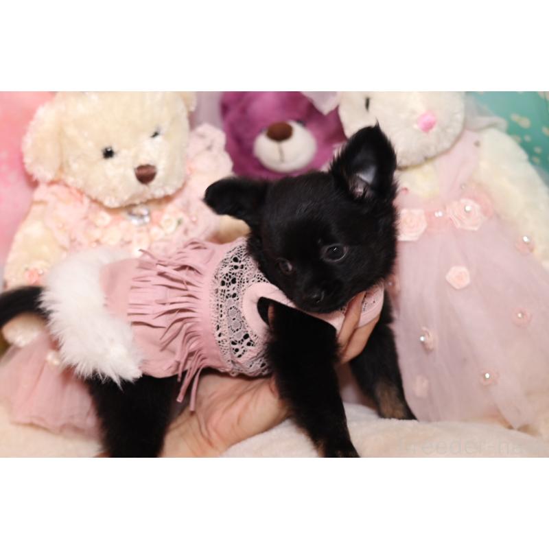 成約済の大阪府のチワワ(ロングコート)-416713の3枚目