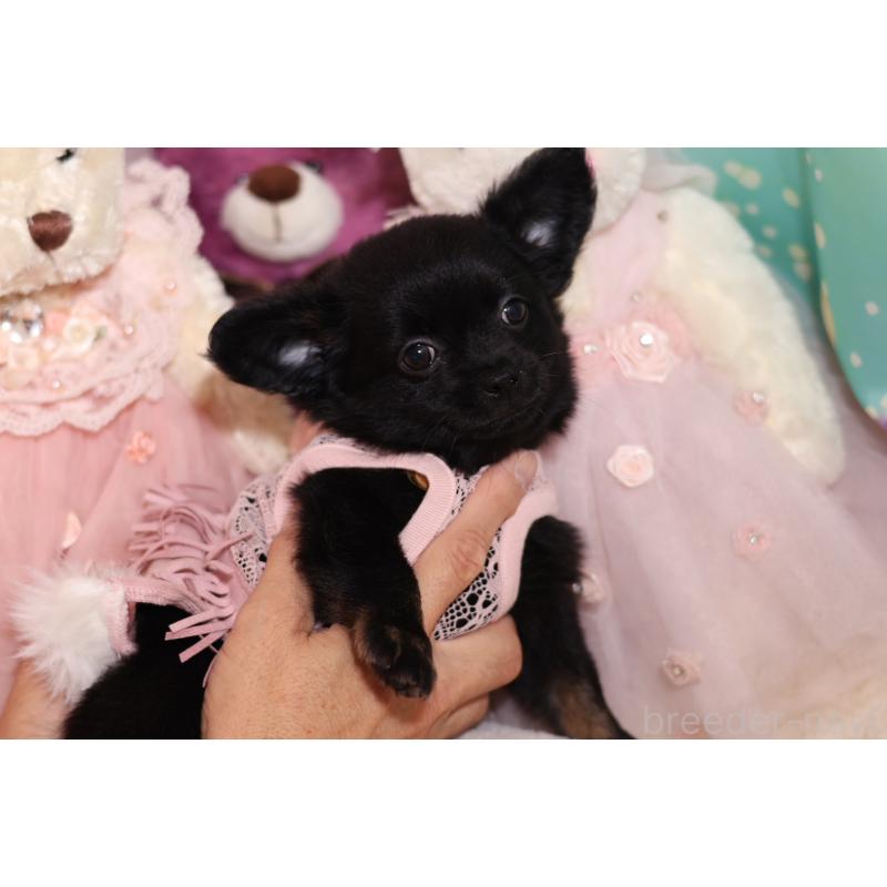 成約済の大阪府のチワワ(ロングコート)-416713の2枚目