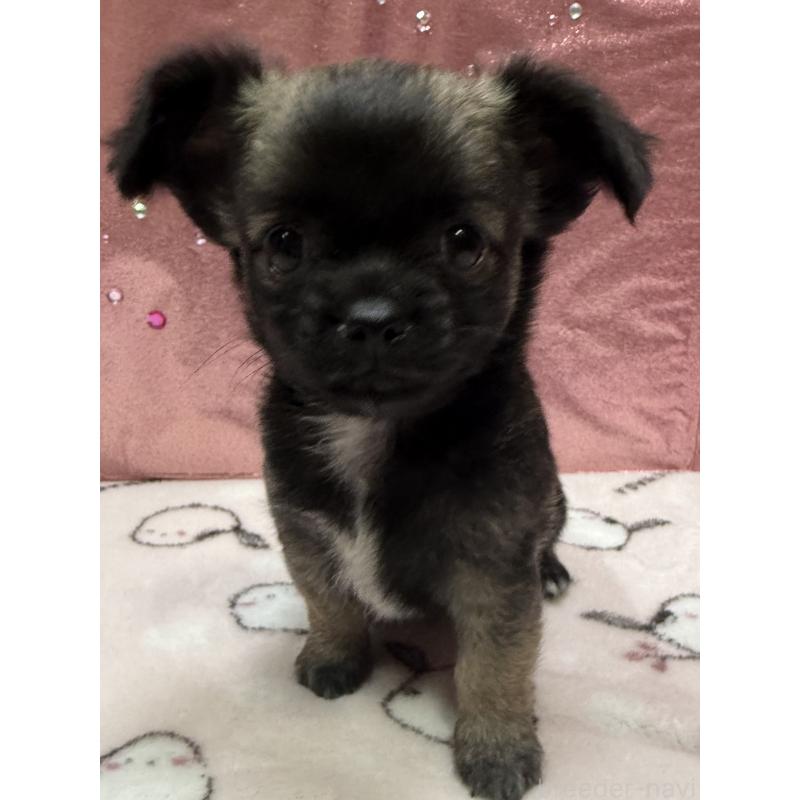 販売中の愛知県のチワワ(ロングコート)-416520の11枚目