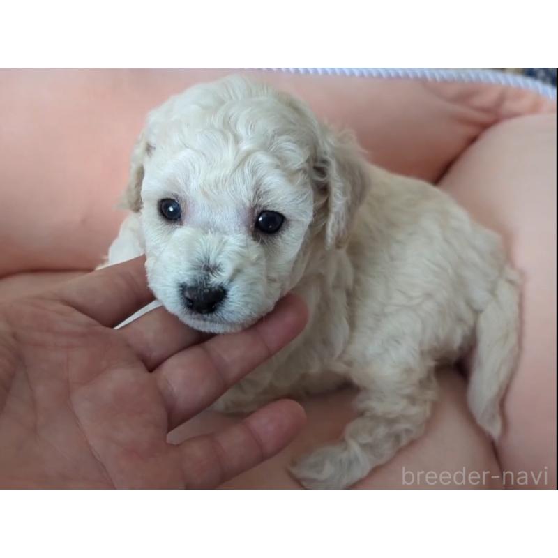 成約済の北海道のトイプードル-417941の7枚目