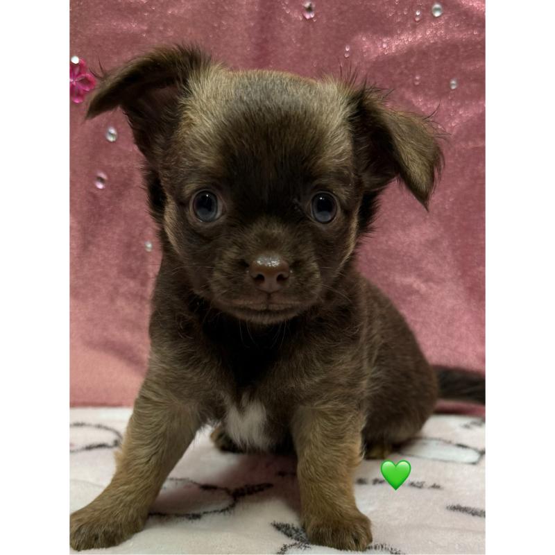 販売中の愛知県のチワワ(ロングコート)-416521の11枚目