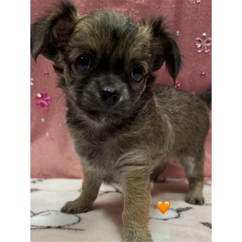 販売中の愛知県のチワワ(ロングコート)-416522の14枚目