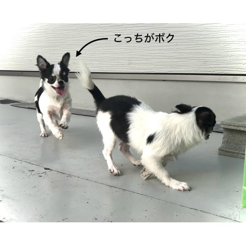 販売中の大阪府のチワワ(ロングコート)-419141の5枚目