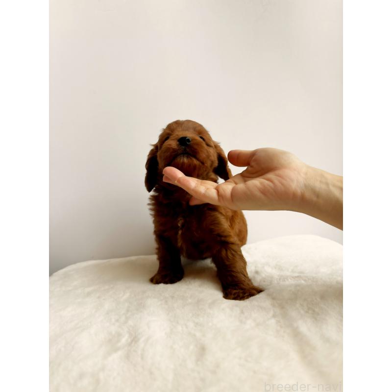 販売中の神奈川県のキャバプー:キャバリア×トイプードル-416239の16枚目