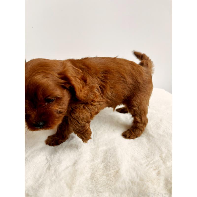 販売中の神奈川県のキャバプー:キャバリア×トイプードル-416239の15枚目