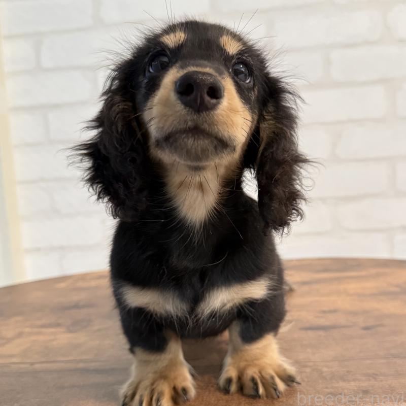 成約済の大阪府のミニチュアダックスフンド(ロングヘアード)-411314の8枚目