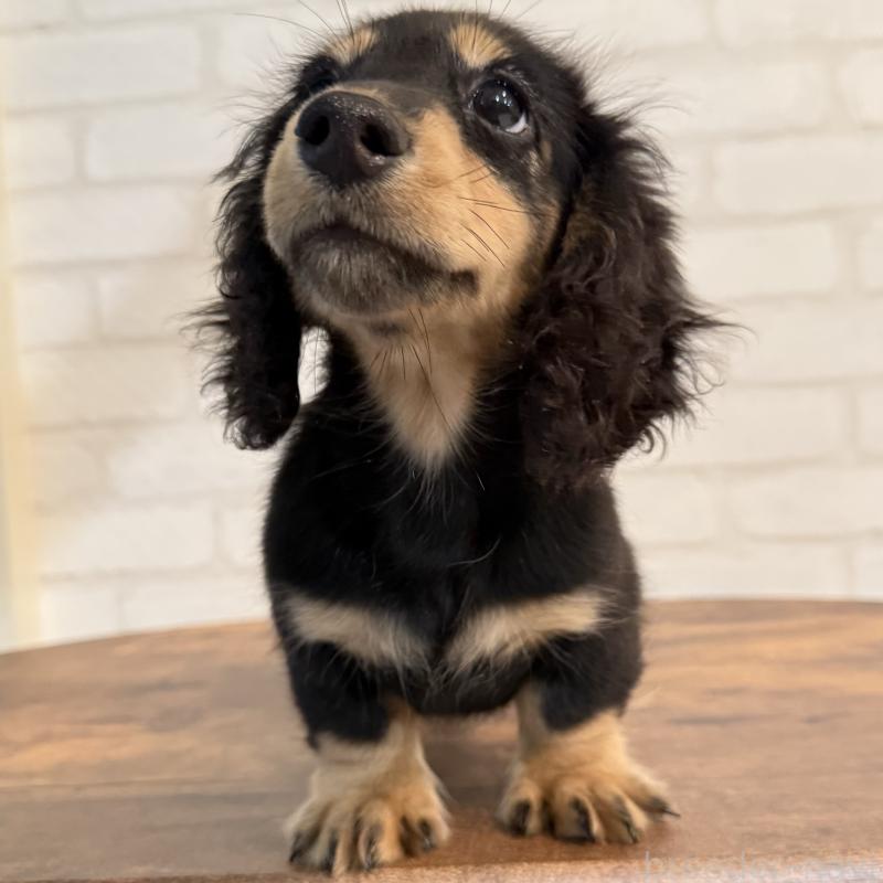 成約済の大阪府のミニチュアダックスフンド(ロングヘアード)-411314の7枚目