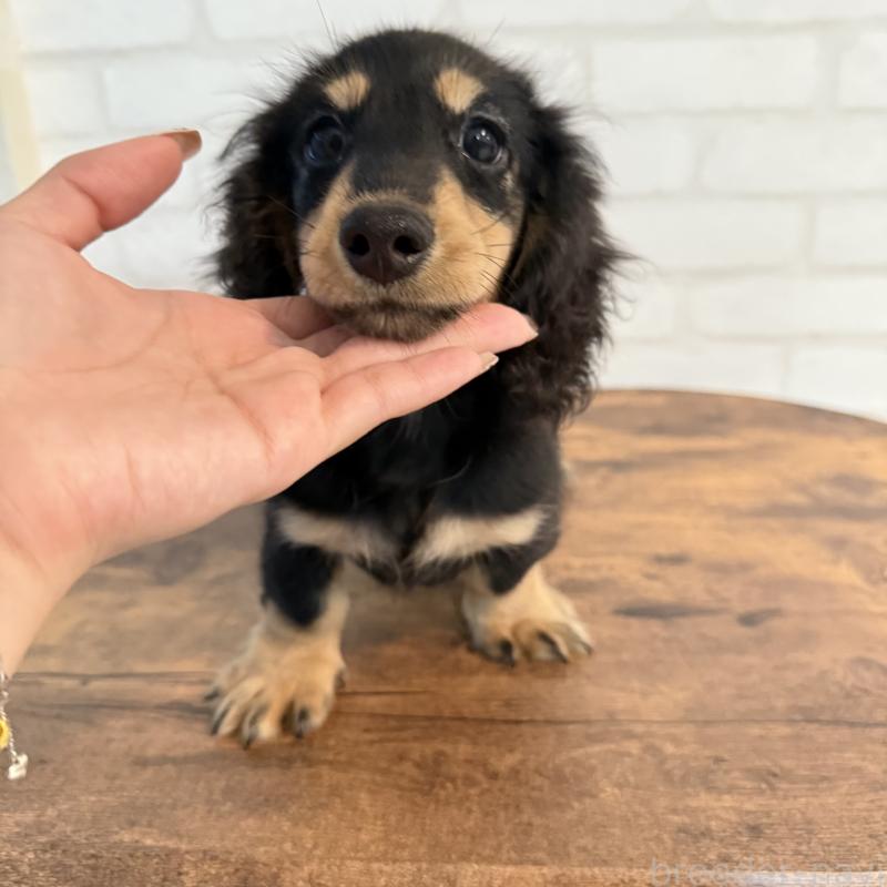 成約済の大阪府のミニチュアダックスフンド(ロングヘアード)-411314の6枚目