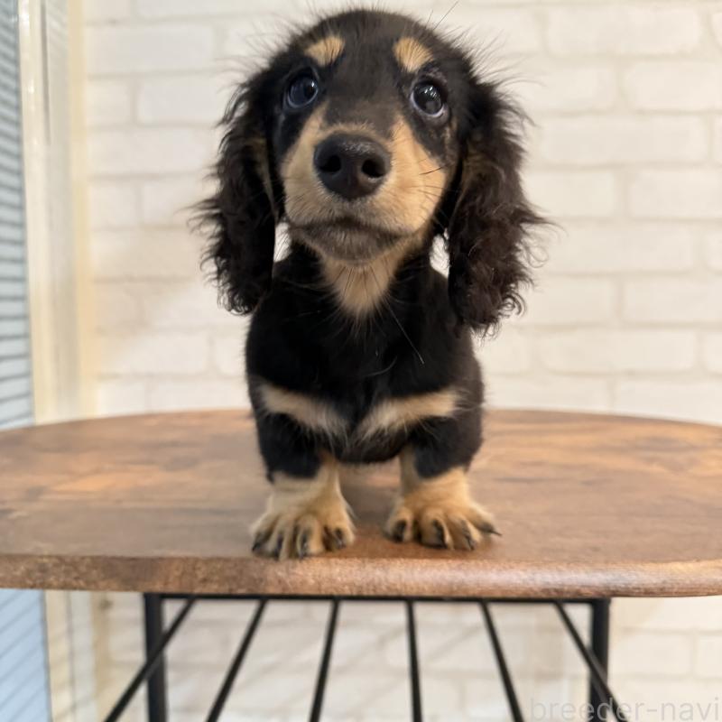 成約済の大阪府のミニチュアダックスフンド(ロングヘアード)-411314の5枚目