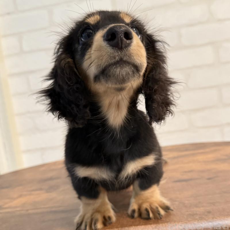 成約済の大阪府のミニチュアダックスフンド(ロングヘアード)-411314の4枚目