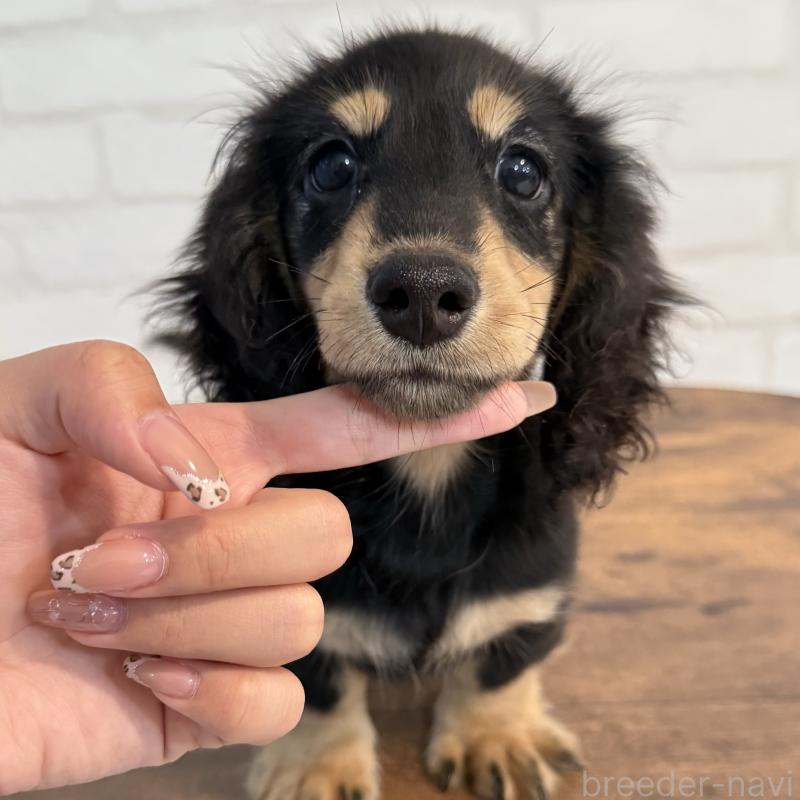 成約済の大阪府のミニチュアダックスフンド(ロングヘアード)-411314の1枚目