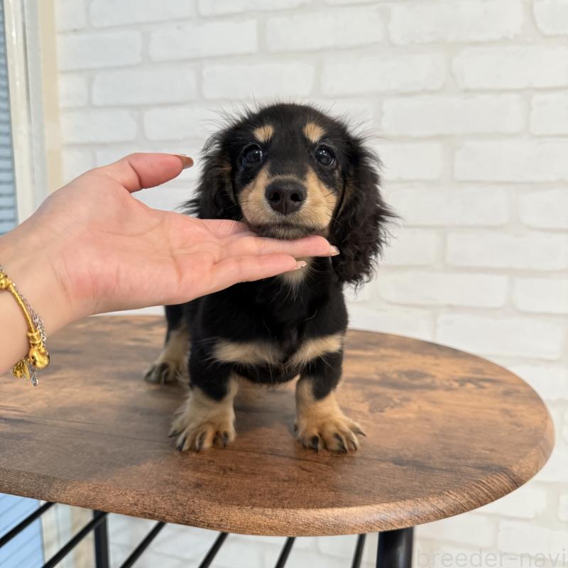 成約済の大阪府のミニチュアダックスフンド(ロングヘアード)-411314の3枚目