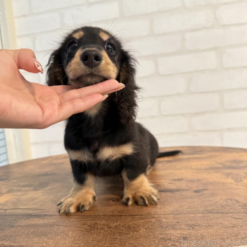 成約済の大阪府のミニチュアダックスフンド(ロングヘアード)-411314の2枚目