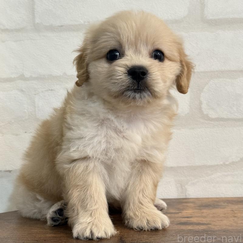 販売中の大阪府のミックス犬-419142の7枚目