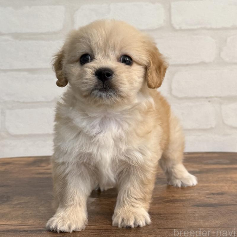 販売中の大阪府のミックス犬-419142の6枚目