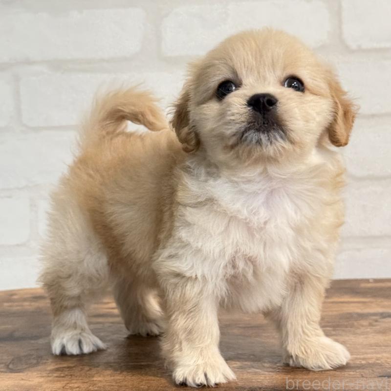 販売中の大阪府のミックス犬-419142の1枚目