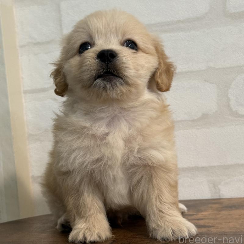 販売中の大阪府のミックス犬-419142の5枚目