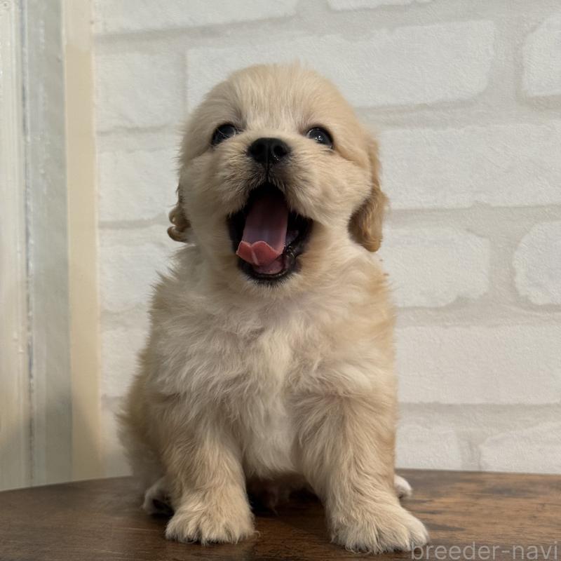 販売中の大阪府のミックス犬-419142の4枚目