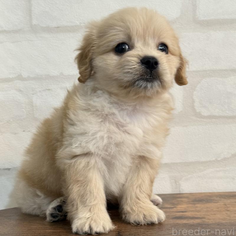 販売中の大阪府のミックス犬-419142の3枚目