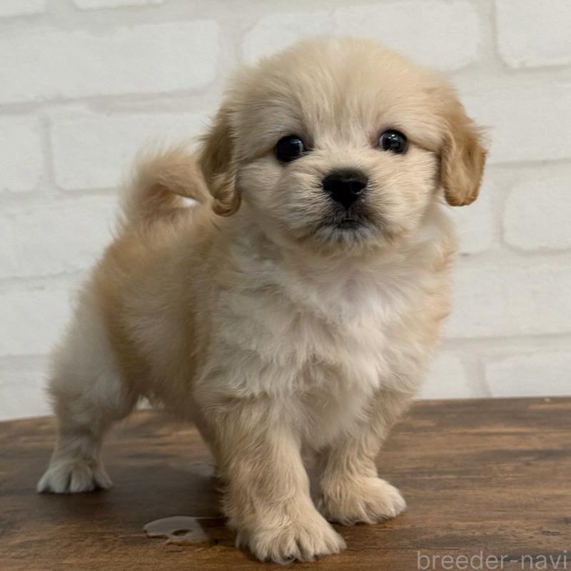 販売中の大阪府のミックス犬-419142の2枚目